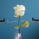 Image for article titled Scientists Unveil the World's First Cyborg Plant